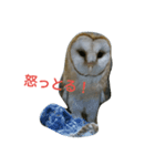 キュートなメンフクロウ（個別スタンプ：4）