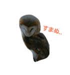 キュートなメンフクロウ（個別スタンプ：8）
