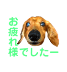 ミニチュアダックスのクレア（個別スタンプ：3）