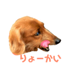 ミニチュアダックスのクレア（個別スタンプ：5）
