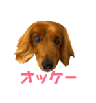 ミニチュアダックスのクレア（個別スタンプ：6）