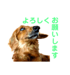 ミニチュアダックスのクレア（個別スタンプ：8）