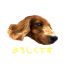 ミニチュアダックスのクレア（個別スタンプ：9）