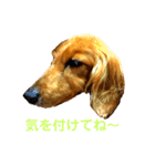 ミニチュアダックスのクレア（個別スタンプ：11）