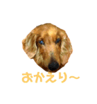 ミニチュアダックスのクレア（個別スタンプ：12）