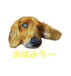 ミニチュアダックスのクレア（個別スタンプ：13）