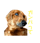 ミニチュアダックスのクレア（個別スタンプ：16）