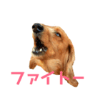 ミニチュアダックスのクレア（個別スタンプ：17）