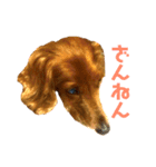 ミニチュアダックスのクレア（個別スタンプ：19）
