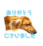 ミニチュアダックスのクレア（個別スタンプ：20）