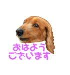 ミニチュアダックスのクレア（個別スタンプ：22）