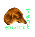 ミニチュアダックスのクレア（個別スタンプ：23）