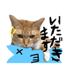 トロとたまに使う言葉シリーズ（個別スタンプ：2）