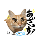 トロとたまに使う言葉シリーズ（個別スタンプ：3）