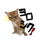 トロとたまに使う言葉シリーズ（個別スタンプ：6）