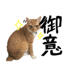 トロとたまに使う言葉シリーズ（個別スタンプ：8）
