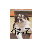ポコちゃん.（個別スタンプ：7）