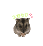 我が家ののハムカツ子（個別スタンプ：6）