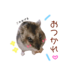 我が家ののハムカツ子（個別スタンプ：7）