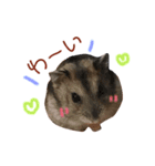 我が家ののハムカツ子（個別スタンプ：13）
