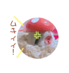 我が家ののハムカツ子（個別スタンプ：15）