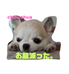 チワワのエアロ（個別スタンプ：2）