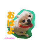 チワワのエアロ（個別スタンプ：3）