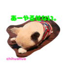 チワワのエアロ（個別スタンプ：4）