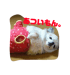 チワワのエアロ（個別スタンプ：5）