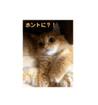 まるきゃっと2（個別スタンプ：2）