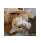 まるきゃっと2（個別スタンプ：4）