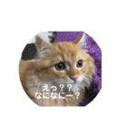 まるきゃっと2（個別スタンプ：5）