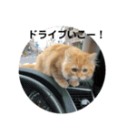まるきゃっと2（個別スタンプ：11）
