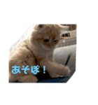 まるきゃっと2（個別スタンプ：15）