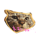 ノラ子さん（個別スタンプ：1）