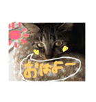ノラ子さん（個別スタンプ：9）