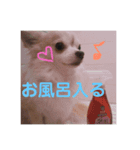 ちわわのチョーくん（個別スタンプ：3）