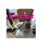 ちわわのチョーくん（個別スタンプ：6）