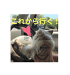 ちわわのチョーくん（個別スタンプ：8）
