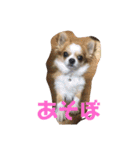 かわいいちわわと赤ちゃん（個別スタンプ：1）