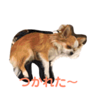 かわいいちわわと赤ちゃん（個別スタンプ：2）