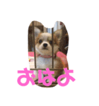 かわいいちわわと赤ちゃん（個別スタンプ：3）