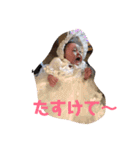かわいいちわわと赤ちゃん（個別スタンプ：5）