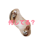 かわいいちわわと赤ちゃん（個別スタンプ：15）