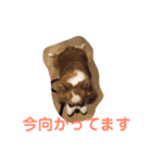 かわいいちわわと赤ちゃん（個別スタンプ：16）