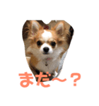 かわいいちわわと赤ちゃん（個別スタンプ：17）