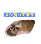 かわいいちわわと赤ちゃん（個別スタンプ：19）
