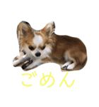 かわいいちわわと赤ちゃん（個別スタンプ：26）
