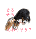 かわいいちわわと赤ちゃん（個別スタンプ：31）