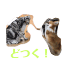 かわいいちわわと赤ちゃん（個別スタンプ：32）
